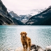 köpek / #949892
