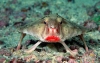 kırmızı dudaklı balık