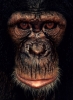 şempanze