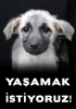 sokak köpeğine yemek verip doyurmak