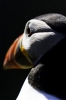 puffin