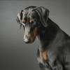 doberman / #772728