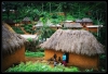 kamerun / #560414