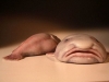 blobfish / #568205