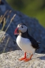 puffin