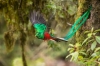 quetzal kuşu