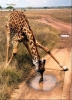 zürafa