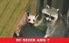 hayvan boku temizleyip baba osuruğunu ıyy diyenler / #926146
