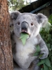 klarnet calan sarapci koala