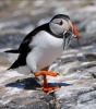 puffin