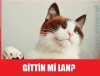 sapıklar inci sözlük e gitsin / #839098