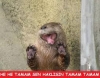 afedersiniz ama twitter zaten amele dolmuştu / #605394