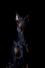 doberman / #772521