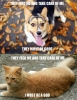 kedi vs köpek