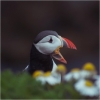 puffin