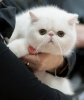 exotic shorthair