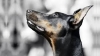 doberman / #772585