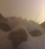 selfie çeken kedi