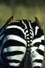 zebra / #894362