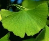 gingko / #560447