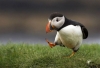 puffin