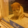 boş dükkan içinde mahsur kalan kedi / #971815