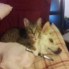 kedi vs köpek