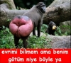 maymunların evrim teorisi hakkındaki yorumları / #909836