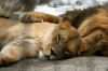 aslan burcu erkeği ve aslan burcu kadını uyumu