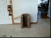 köpek / #868787
