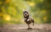 köpek / #873765