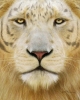 liger