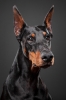 doberman / #772589