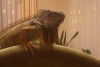 sözlük yazarlarının iguana fotoğrafları / #682171