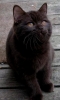 british shorthair