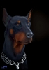 doberman / #772740