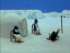 pingu