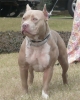 pitbull / #753477