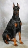 doberman / #608799