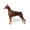 doberman / #772599