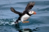 puffin