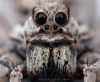 lycosa tarantula