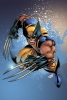 wolverine