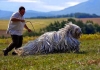 komondor / #891655