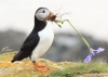 puffin