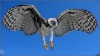 harpy eagle / #674895