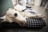 köpek / #914119
