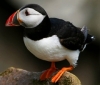 puffin