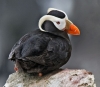 puffin