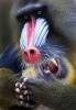 mandrill